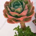 001460 Echeveria secunda, anciennement glauca en pot. Cette plante a des feuilles douces et charnues. (Alentejo, Portugal).