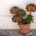 001461 Echeveria secunda, anciennement glauca en pot. Cette plante a des feuilles douces et charnues. (Alentejo, Portugal).