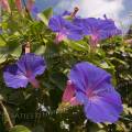 001473 Massif d'Ipome (Ipomoea purpurea) en fleur (Ponte de Lima, Costa Verde, Portugal).