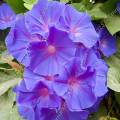 001474 Massif d'Ipome (Ipomoea purpurea) en fleur (Ponte de Lima, Costa Verde, Portugal).