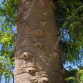 001477 Pin Bunya (Araucaria bidwillii). Cet arbre de la famille des Araucariaceae est endmique des bandes ctires du Queensland, de Nouvelle Galles du Sud en Australie et de Nouvelle Guine. Il s'agit ici d'un arbre g de 140 ans.