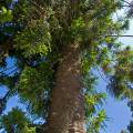 001478 Pin Bunya (Araucaria bidwillii). Cet arbre de la famille des Araucariaceae est endmique des bandes ctires du Queensland, de Nouvelle Galles du Sud en Australie et de Nouvelle Guine. Il s'agit ici d'un arbre g de 140 ans.