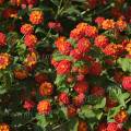 001480 Massif de lantana (Lantana camara) en fleur (Ponte de Lima, Costa Verde, Portugal).