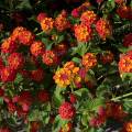 001481 Massif de lantana (Lantana camara) en fleur (Ponte de Lima, Costa Verde, Portugal).
