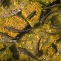 001484 Mulet (Mugil cephalus) se nourrissant en broutant les algues prsentes sur les rochers du Rio Lima (Ponte de Lima, Costa Verde, Portugal). Le mulet est une espce marine qui s'adapte  la fois aux eaux saumtres et aux eaux douces.