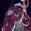 001515 Dfil nocturne d'lphant (Elephas maximus) d'Asie durant l'Esala Perahera  Kandy (Sri Lanka) (procession religieuse effectue par de nombreux lphants dcors et guids par leurs cornacs, durant laquelle une relique de Bouddha - une dent - est achemine dans les rues de Kandy). Filtre polarisant.