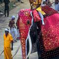 001517 Dfil d'lphant (Elephas maximus) d'Asie durant l'Esala Perahera  Kandy (Sri Lanka) (procession religieuse effectue par de nombreux lphants dcors et guids par leurs cornacs, durant laquelle une relique de Bouddha - une dent - est achemine dans les rues de Kandy). Filtre polarisant.