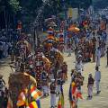 001518 Dfil d'lphants (Elephas maximus) d'Asie durant l'Esala Perahera  Kandy (Sri Lanka) (procession religieuse effectue par de nombreux lphants dcors et guids par leurs cornacs, durant laquelle une relique de Bouddha - une dent - est achemine dans les rues de Kandy). Filtre polarisant.