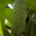 001519 Fruit du philodendron (Monstera deliciosa). Ce fruit comestible  maturit porte le nom de criman.
