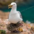 001520 Goland leucophe (Larus cachinnans) et son poussin sur l'le de Berlenga (Leiria, Portugal). La Rserve Naturelle des Berlengas est un archipel compos de trois les : Berlenga, la plus grande, Estelas et Farilhes-Forcadas.