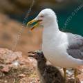 001521 Goland leucophe (Larus cachinnans) et son poussin sur l'le de Berlenga (Leiria, Portugal). La Rserve Naturelle des Berlengas est un archipel compos de trois les : Berlenga, la plus grande, Estelas et Farilhes-Forcadas.