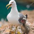 001522 Goland leucophe (Larus cachinnans) et son poussin sur l'le de Berlenga (Leiria, Portugal). La Rserve Naturelle des Berlengas est un archipel compos de trois les : Berlenga, la plus grande, Estelas et Farilhes-Forcadas.