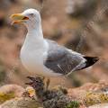 001523 Goland leucophe (Larus cachinnans) et son poussin sur l'le de Berlenga (Leiria, Portugal). La Rserve Naturelle des Berlengas est un archipel compos de trois les : Berlenga, la plus grande, Estelas et Farilhes-Forcadas.