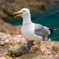 001524 Goland leucophe (Larus cachinnans) et son poussin sur l'le de Berlenga (Leiria, Portugal). La Rserve Naturelle des Berlengas est un archipel compos de trois les : Berlenga, la plus grande, Estelas et Farilhes-Forcadas.