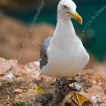 001525 Goland leucophe (Larus cachinnans) et son poussin sur l'le de Berlenga (Leiria, Portugal). La Rserve Naturelle des Berlengas est un archipel compos de trois les : Berlenga, la plus grande, Estelas et Farilhes-Forcadas.
