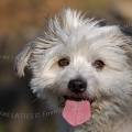 001527 Portrait d'un petit chien (Canis familiaris) tirant la langue.
