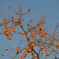 001543 Kakis ou fruits de plaqueminier (Diospyros kaki) en dcembre (Ardche (07), (France).