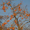 001544 Kakis ou fruits de plaqueminier (Diospyros kaki) en dcembre (Ardche (07), (France).