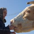 001546 Agricultrice ardchoise nourrissant une vache  la main (Bos taurus domesticus) (Ardche (07), France).