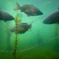 001556 Carpes miroirs et carpes communes (Cyprinus carpio carpio) en milieu naturel dans la rivire le Sagonin (Sagonne 18600, France). 