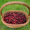 001557 Cerises bigarreaux (Prunus avium) dans un panier (Puy-de-Dme (63), France).