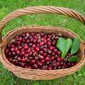 001558 Cerises bigarreaux (Prunus avium) dans un panier (Puy-de-Dme (63), France).