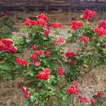 001565 Rosier (Rosa sp.) contre un mur de ferme (Puy-de-Dme (63), France).