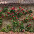 001566 Rosier (Rosa sp.) contre un mur de ferme (Puy-de-Dme (63), France).