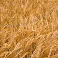 001567 Champ d'orge (Hordeum vulgare) prs  tre moissonn (Cher 18 - France). Cette plante ne peut pousser en des endroits ombrags et ncessite un sol humide.