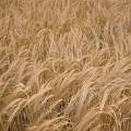 001568 Champ d'orge (Hordeum vulgare) prs  tre moissonn (Cher 18 - France). Cette plante ne peut pousser en des endroits ombrags et ncessite un sol humide.