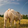 001571 Arrire-train de taureau (Bos taurus domesticus) de race Charolaise (Cher (18), France).