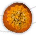 001576 Potimarron (Cucurbita maxima 