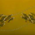 001578 Poissons-chat (Ictalurus melas) venant respirer  la surface d'un tang par une chaude journe d't (France). Trs rsistant, extrmement prolifique et vorace, le poisson-chat est considr comme une espce indsirable (espce susceptible de provoquer des dsquilibres biologiques). Originaire d?Amrique du Nord, son introduction a engendr un vritable dsastre cologique pour la faune des cosystmes d'eau douce.