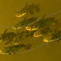 001579 Poissons-chat (Ictalurus melas) nageant en pleine eau (France). Trs rsistant, extrmement prolifique et vorace, le poisson-chat est considr comme une espce indsirable (espce susceptible de provoquer des dsquilibres biologiques). Originaire d?Amrique du Nord, son introduction a engendr un vritable dsastre cologique pour la faune des cosystmes d'eau douce.