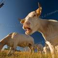 001583 Portrait en contre plonge d'une vache (Bos taurus domesticus) de race Charolaise en Auvergne (Puy-de-Dme (63), France). L'animal ouvrant la bouche pour mugir est dans une posture particulirement disgracieuse.
