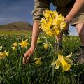 001585 Cueillette de jonquilles (Narcissus pseudonarcissus) au col de la Croix Saint-Robert dans le massif du Sancy (Puy-de-Dme (63), France).