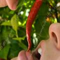 001590 Jeune femme portant  sa bouche un petit piment rouge (Capsicum annuum).