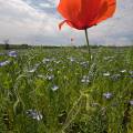 001602 Coquelicot (Papaver rhoeas) au milieu d'un champ de lin (Linum usitatissimum) en fleurs (Cher (18), France).