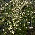 001627 Renoncule aquatique (Ranunculus aquatilis) dans le courant de la rivire Ardche (Ardche (07), France). Cette renoncule aquatique est une plante herbace vivace de la famille des Renonculaces.