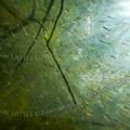 001628 Banc de petits poissons d'eau douce en milieu naturel (Puy-de-Dme (63), France).