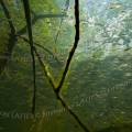 001629 Banc de petits poissons d'eau douce en milieu naturel (Puy-de-Dme (63), France).