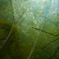 001630 Banc de petits poissons d'eau douce en milieu naturel (Puy-de-Dme (63), France).