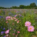 001674 Jachre fleurie cre  l'initiative des fdrations de chasseurs et des agriculteurs locaux (Puy-de-Dme (63), France). Ce type de jachre, en plus d'amliorer les paysages, favorise la biodiversit et offre un refuge et des sources de nourriture  une faune varie.