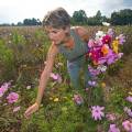 001681 Jeune femme cueillant un bouquet de fleurs champtre (Puy-de-Dme (63), France). Image ralise dans une jachre fleurie cre  l'initiative des fdrations de chasseurs et des agriculteurs locaux. Ce type de jachre en plus d'amliorer les paysages, favorise la biodiversit et offre un refuge et des sources de nourriture  une faune varie.