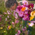 001682 Jeune femme cueillant un bouquet de fleurs champtre (Puy-de-Dme (63), France). Image ralise dans une jachre fleurie cre  l'initiative des fdrations de chasseurs et des agriculteurs locaux. Ce type de jachre en plus d'amliorer les paysages, favorise la biodiversit et offre un refuge et des sources de nourriture  une faune varie.