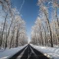 001692 Route traversant une fort de chnes (Quercus sp) recouverte de neige (Allier (03), France).