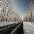 001693 Route traversant une fort de chnes (Quercus sp) recouverte de neige (Allier (03), France).