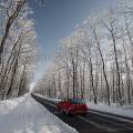 001695 Voiture rouge sur une route traversant une fort de chnes (Quercus sp) recouverte de neige (Allier (03), France).