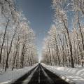 001700 Route traversant une fort de chnes (Quercus sp) recouverte de neige (Allier (03), France).