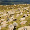 001701 Moutons (Ovis aries) se reposant dans une prairie au col de la Croix Saint-Robert dans le massif du Sancy (Puy-de-Dme (63), France).